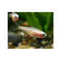 Albino Black Neon Tetra - FISH HUT AQUA AND PET SUPPLIES - #location#