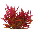 Alternanthera Reineckii Mini - AR Mini TC - FISH HUT AQUA AND PET SUPPLIES - #location#