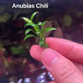Anubias - Chili