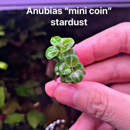 Anubias - Mini Coin
