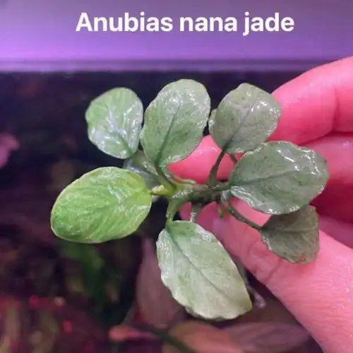 Anubias - Nana Jade