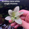Anubias - Nana White