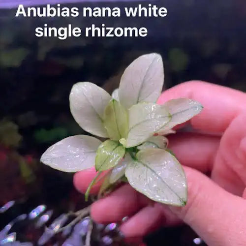 Anubias - Nana White