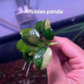 Anubias - Panda