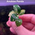 Anubias - Pinto
