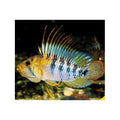 Apisto Baenschi - FISH HUT AQUA AND PET SUPPLIES - #location#