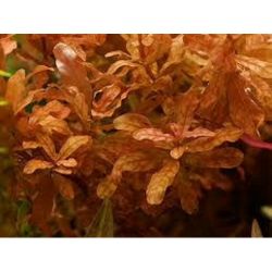 Aquarium Plants Mystery Box - FISH HUT AQUA AND PET SUPPLIES - #location#