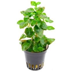 Aquarium Plants Mystery Box - FISH HUT AQUA AND PET SUPPLIES - #location#