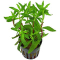 Aromatica Limnophilia - FISH HUT AQUA AND PET SUPPLIES - #location#