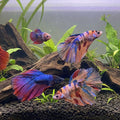 Assorted Longfin Betta