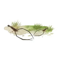 Australian Fresh Water Long Arm Shrimp - FISH HUT AQUA AND PET SUPPLIES - #location#