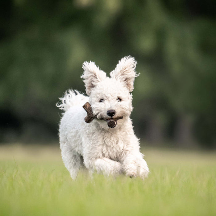 Benebone Maplestick