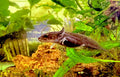 Baby Axolotls 4cm - FISH HUT AQUA AND PET SUPPLIES - #location#