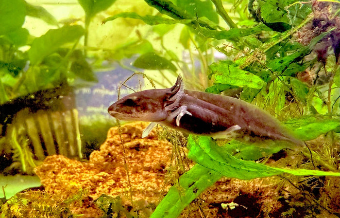 Baby Axolotls 4cm - FISH HUT AQUA AND PET SUPPLIES - #location#