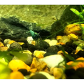 Blue Bolt shrimp on aquarium gravel with plants and rocks in the background.