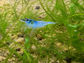 Blue Cherry Shrimp