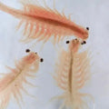 Brine Shrimp Eggs - 25g - FISH HUT AQUA AND PET SUPPLIES - #location#