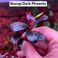 Buce - Dark Phoenix