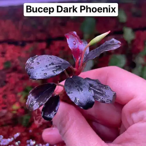 Buce - Dark Phoenix