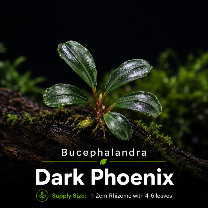 Buce - Dark Phoenix