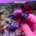 Buce - Moonlight