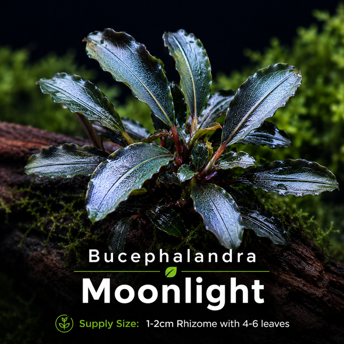 Buce - Moonlight