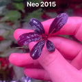 Buce - Neo 2015