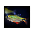 BUENOS AIRES TETRA - FISH HUT AQUA AND PET SUPPLIES - #location#