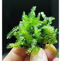 Cameroon Moss aquarium plant with vibrant green fronds, ideal for aquascaping and attaching to driftwood or rocks.
