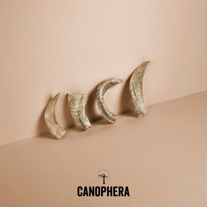 Canophera Sheep Horn Chews for Dogs