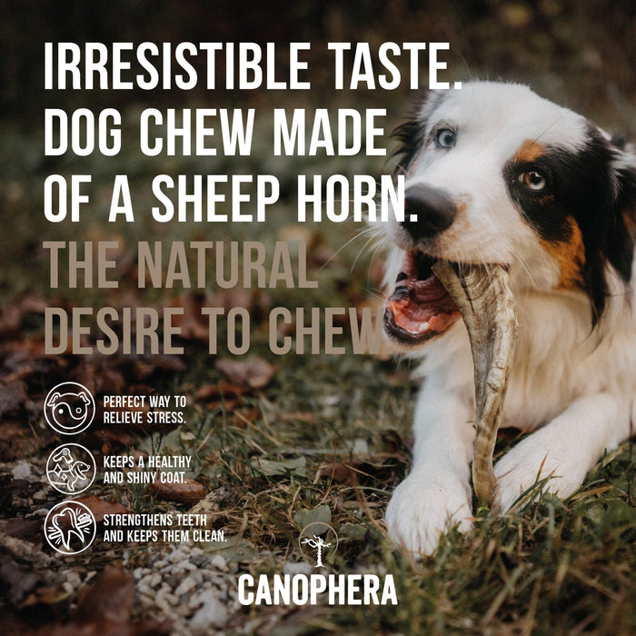 Canophera Sheep Horn Chews for Dogs