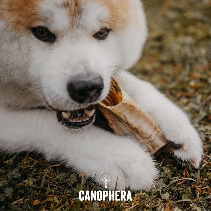 Canophera Sheep Horn Chews for Dogs
