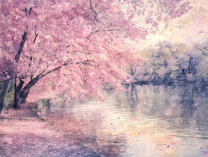 Cherry Blossom Serenity by the River