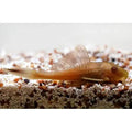 Chocolate Plecostomus Catfish - FISH HUT AQUA AND PET SUPPLIES - #location#
