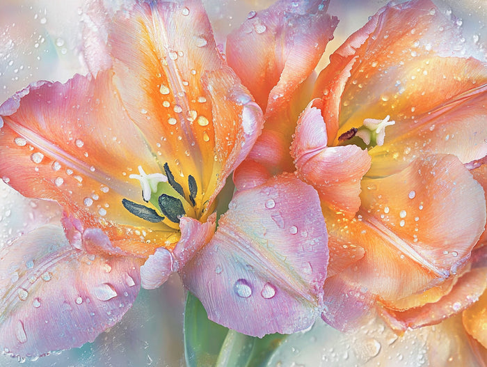 Close-Up of Vibrant Tulips