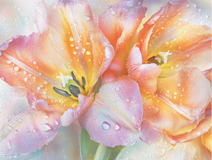 Close-Up of Vibrant Tulips