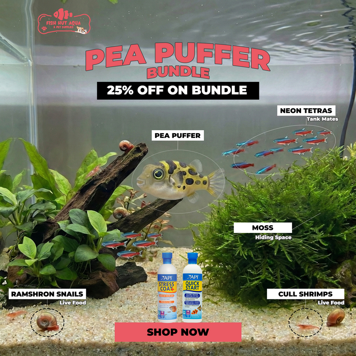 Complete Pea Puffer Ecosystem - Save 25%