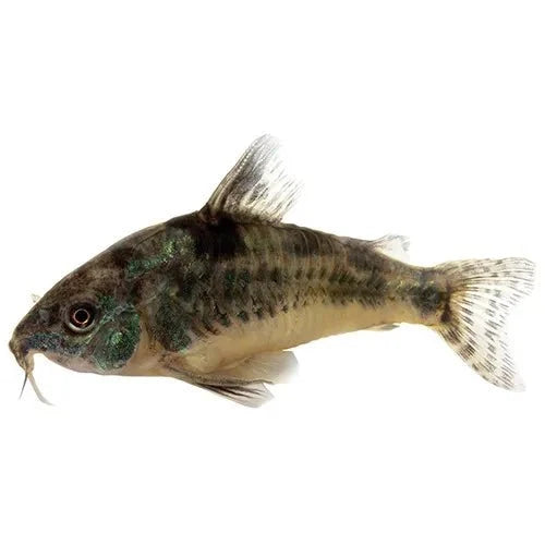 Corydoras peppered - FISH HUT AQUA AND PET SUPPLIES - #location#