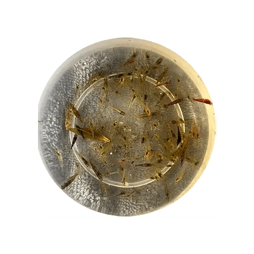 Cull Shrimps - Neo Caridina - 20pk - FISH HUT AQUA AND PET SUPPLIES - #location#