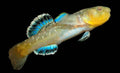 DESERT GOBY Pre Order
