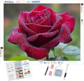 Dew-Kissed Rose Close-Up