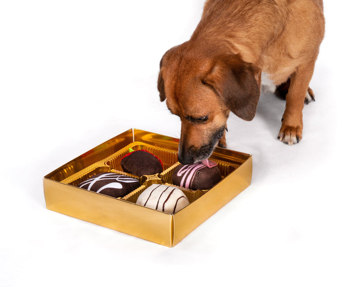 fabdog® Dogiva Box of Chocolates Toys