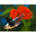 DUMBO EAR MALE GUPPY - ASSORTED - FISH HUT AQUA AND PET SUPPLIES - #location#
