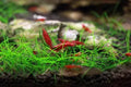 Dwarf Hair Grass (Eleocharis Belem Dwarf) tissue culture – Fish Hut Aqua