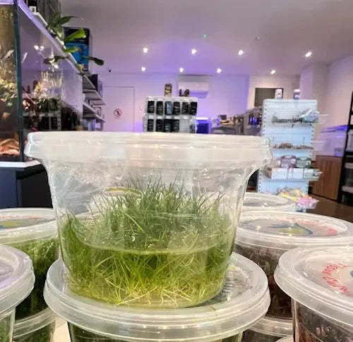 Dwarf Hair Grass (Eleocharis Belem) tissue culture plant – Fish Hut Aqua