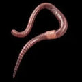 Earthworm Live Fish Food - FISH HUT AQUA AND PET SUPPLIES - #location#