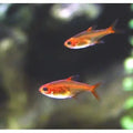 EMBER TETRA - FISH HUT AQUA AND PET SUPPLIES - #location#