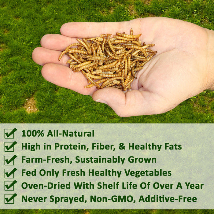 Exotic Nutrition Dried Mealworms