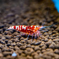 Fancy Tiger Shrimp for sale in Australian freshwater aquariums