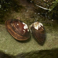 FRESH WATER MUSSELS - FISH HUT AQUA AND PET SUPPLIES - #location#